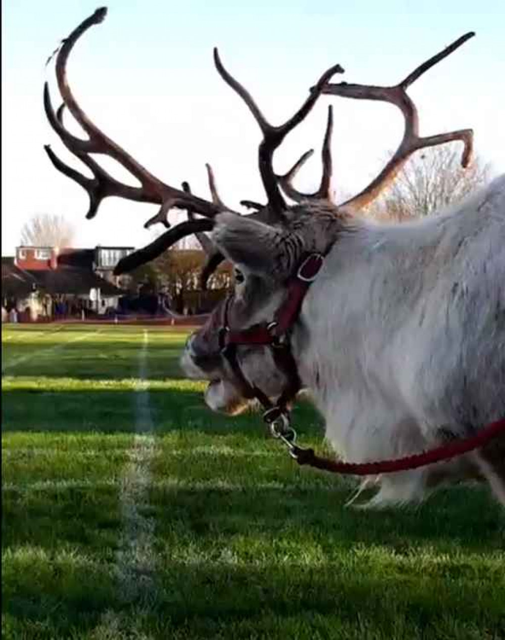 Finding a reindeer last minute was harder than the organisers thought