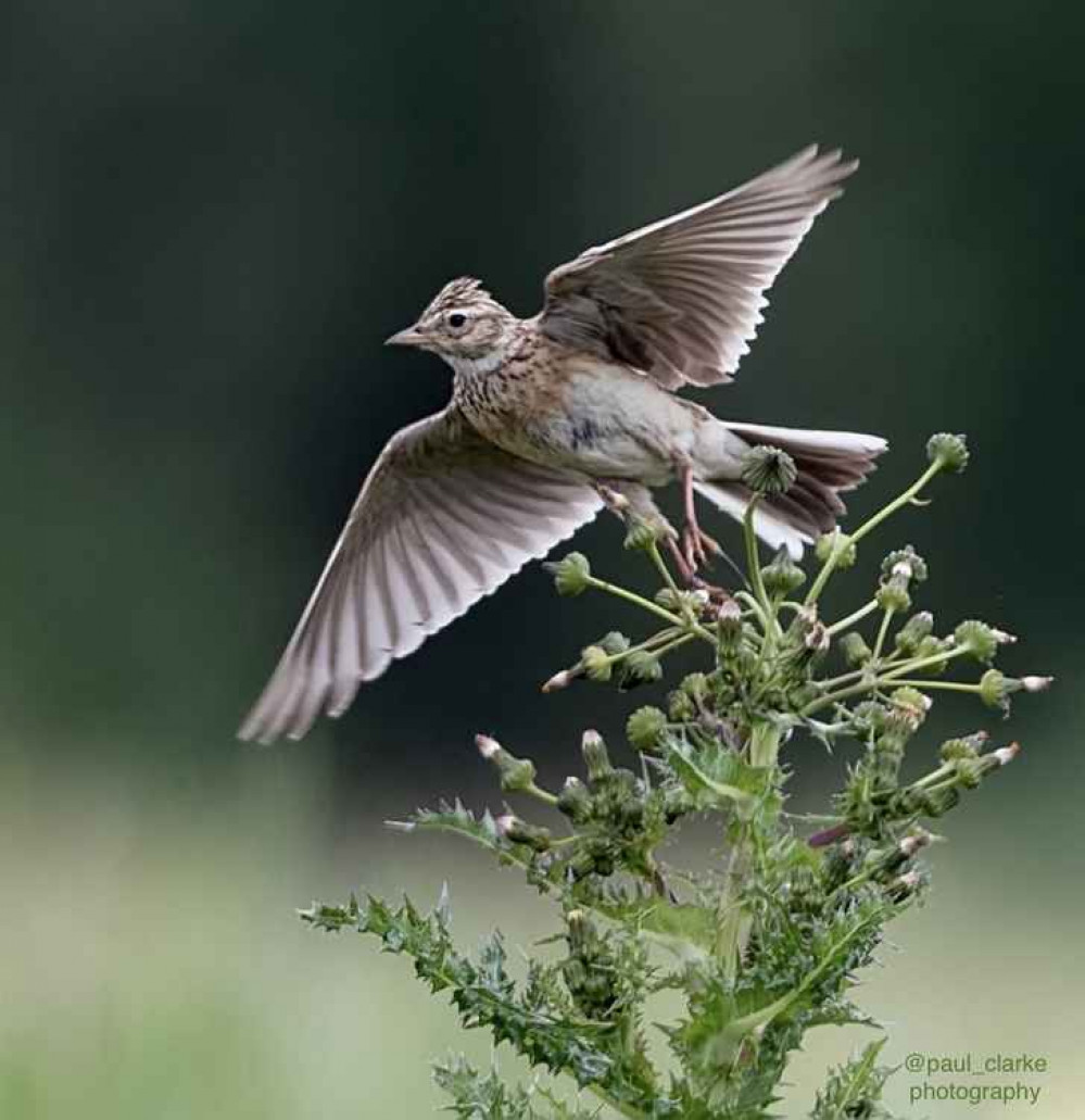 Species of birds, mammals, reptiles, insects and plants which are rare in London have been reported thriving on the land. Image Credit: Warren Farm Nature Reserve