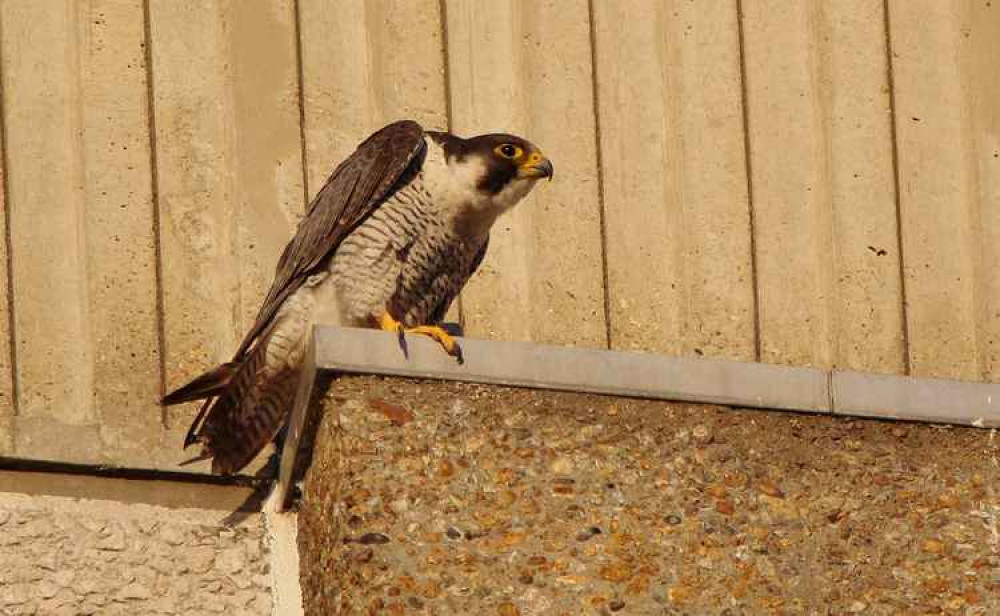 Freddie - the male peregrine. Image Credit: Rachael Webb