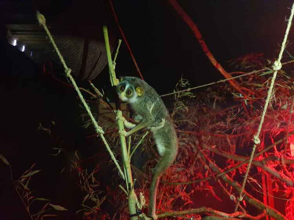 The sex of the baby is yet to be determined as it's still too young. Image Credit: Hanwell Zoo Facebook