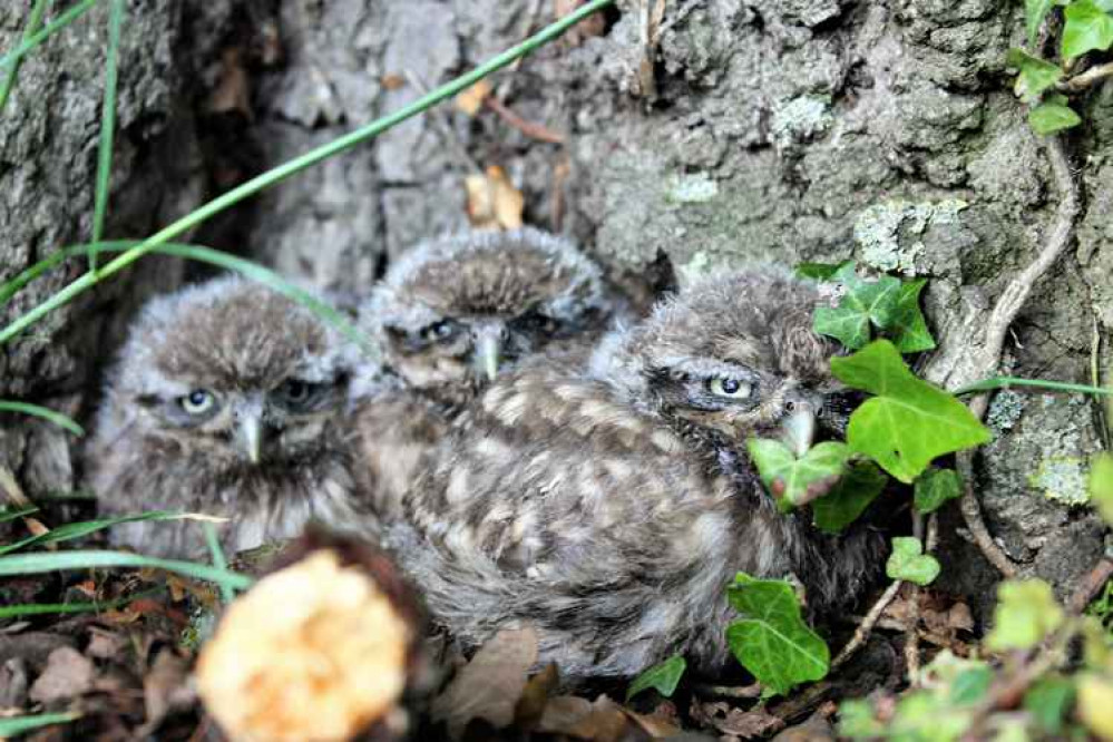 The project began in 2018 when Ealing Wildlife Group received funding from Tesco's Bags of Help scheme for the 'Help an Ealing Owl' project. Image Credit: Sean McCormack