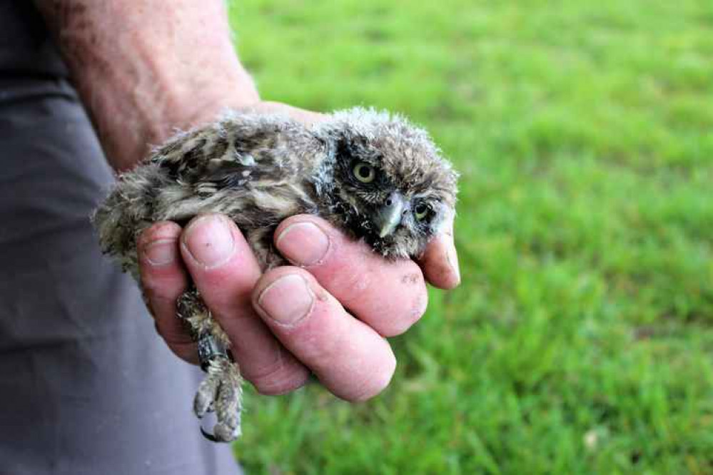 The park's rangers used trail cameras to monitor the progress of the owls. Image Credit: Sean McCormack