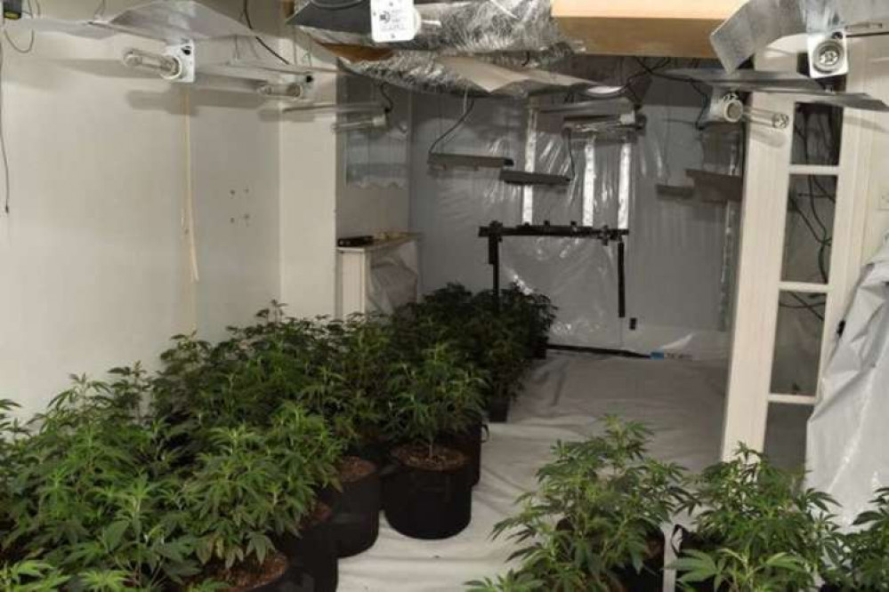 The cannabis seized had a street value of approximately £50,000 (Image: Ealing Police)