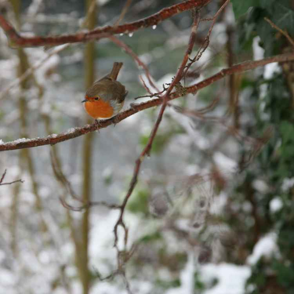 Robin in the snow by John Royle