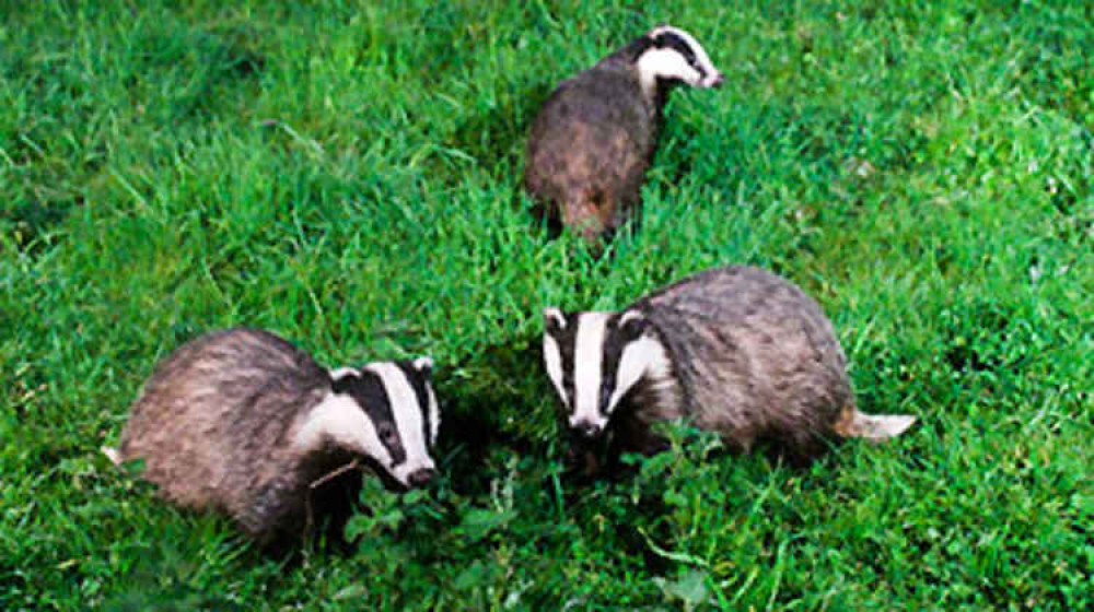 Badgers at centre of controversy - picture RSPCA