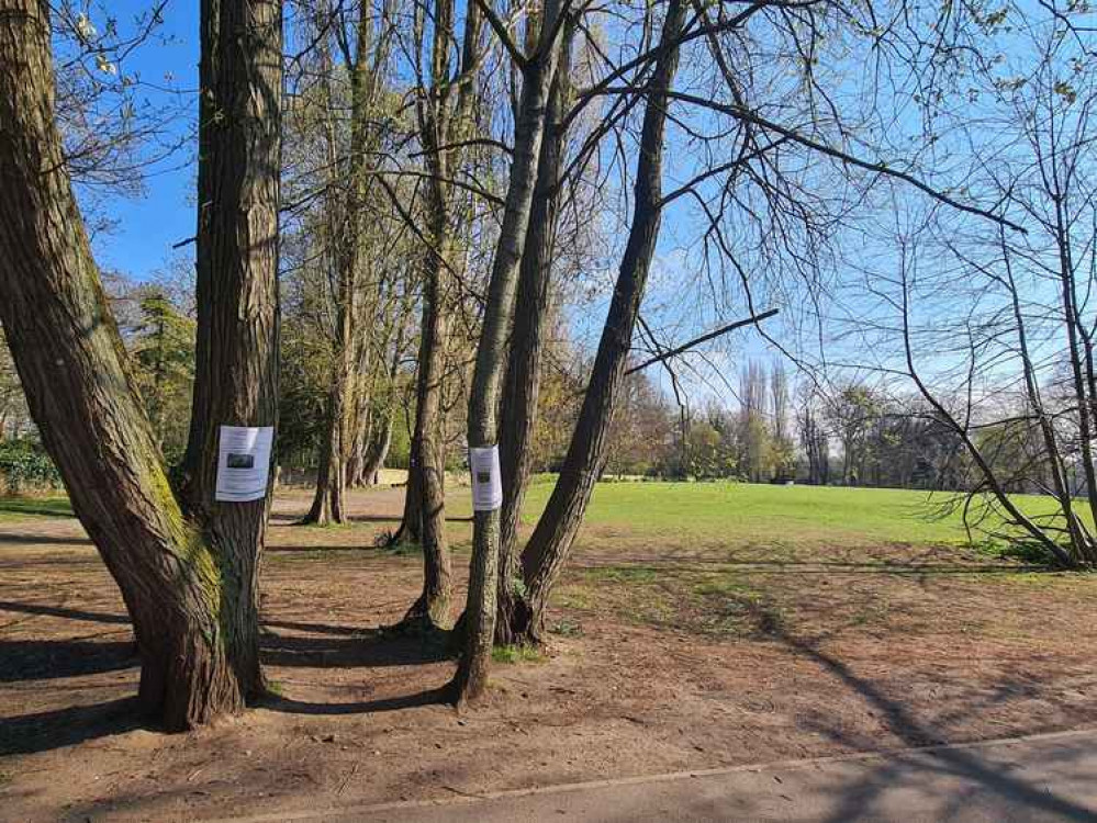 One of the groups of four trees set for removal