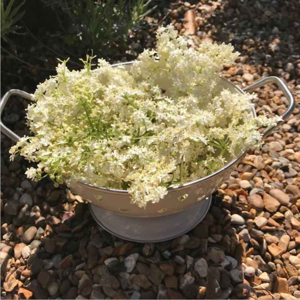 Freshly-picked elderflowers