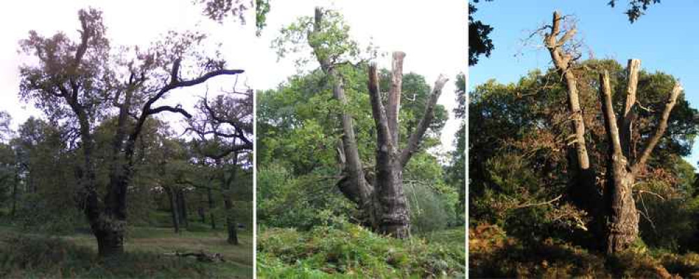 An Oak Tree near Kingston Gate, estimated to be 400 years old, from around the time of Elizabeth I. Images in 2008, 2016, and 2018. In 2008 this tree was pruned and in Tom's view serious harm was inevitable. [All images: Tom Roser/Google Maps]