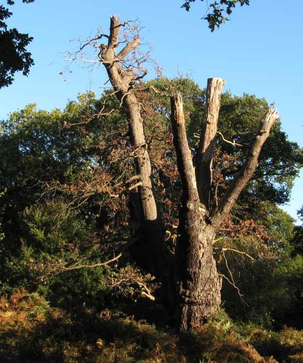 The 400-year old tree in 2018: "You can see in the photo taken late summer 2018 that the tree is now dead. There cannot be many trees of this age in England. The death of this tree represents a real loss to our natural heritage."