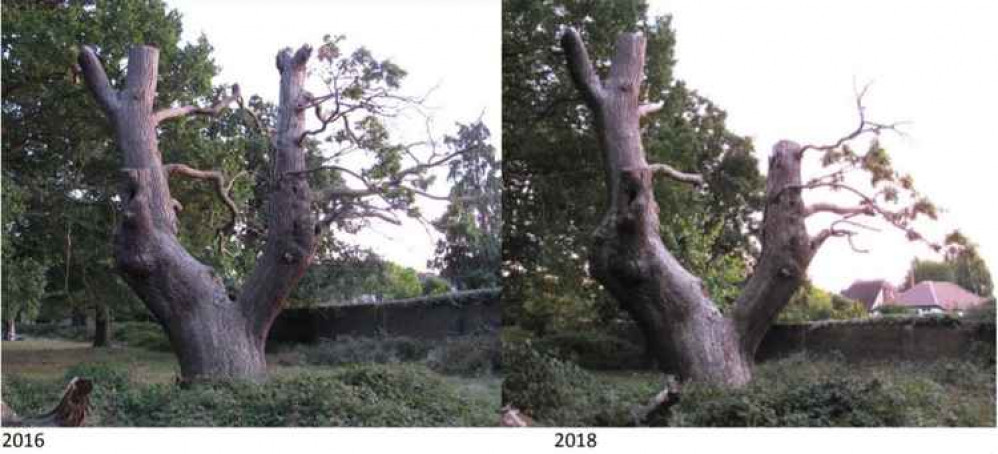 An oak tree near Kingston Gate estimated at just under 300 years old meaning it was planted in the time of George I, around the first Jacobite rebellion.