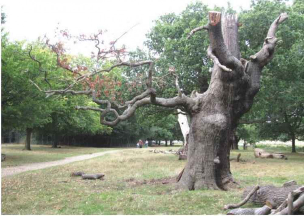 An oak tree by Pembroke Lodge, estimated to be 230 years old, which has now died (Historical context: 1815 George III and the British victory over Napoleon at the battle of Waterloo). After repeated pruning the one remaining branch has now died.