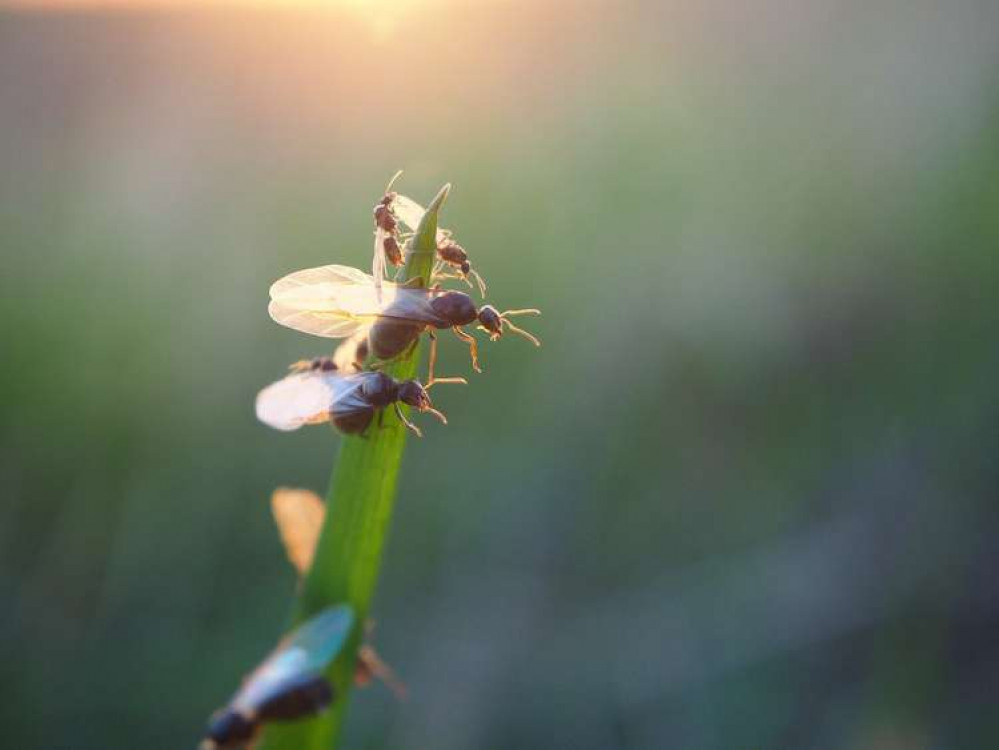 Flying ants (Image: flockine, Pixabay)