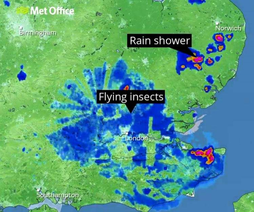 Last week there were so many flying ants over London that the Met Office's weather radar picked them up as if they were rain clouds (Image: Met Office)