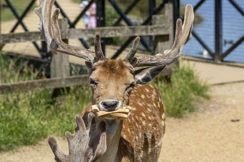 Bushy Park deer fought over a plastic bag filled with bread intended for ducks this weekend (Credit: Cathy Cooper)