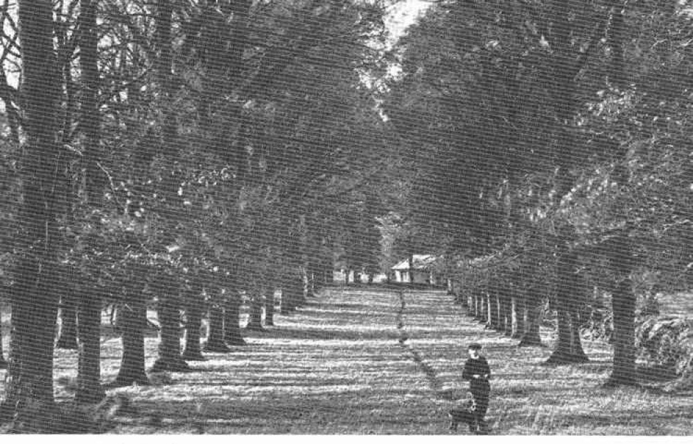 The original avenue of trees at Millwey Rise that is now First Avenue. The Lodge to Cloakham House is in the background