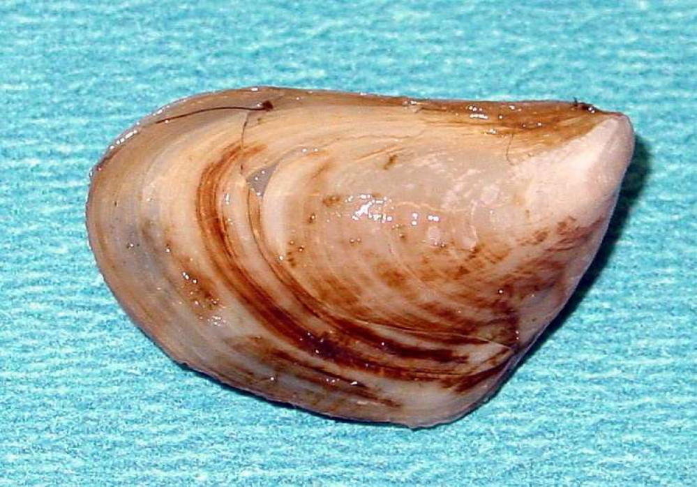 Quagga mussels are another invasive that were first reported in Wraysbury Reservoir.