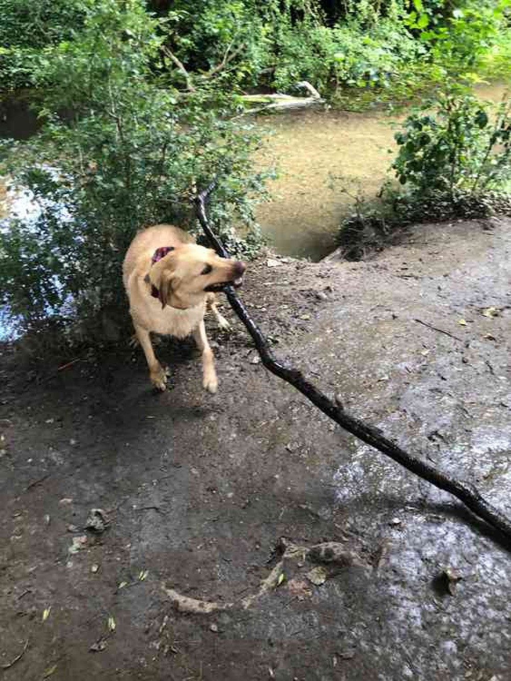 Hitchin mum Kimberley Jones is urging dog lovers to opt for rehoming a rescue dog rather than fork out large amounts to breeders as people seek comfort from dogs post-lockdown.