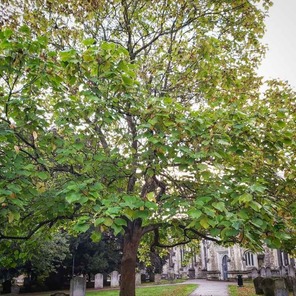 Sparky's Hitchin View: Let glorious autumnal colours bring us cheer. CREDIT: SPARKY