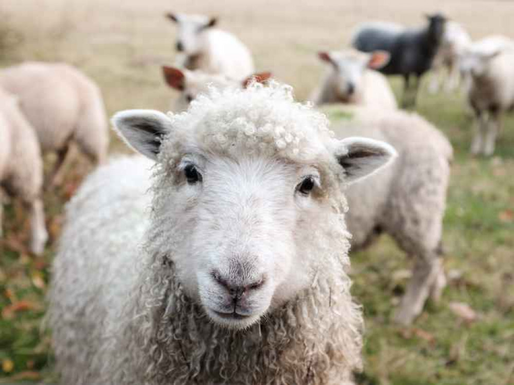 Herts rural police issue warning over 'sheep worrying' as lambing season approaches. CREDIT: Unsplash