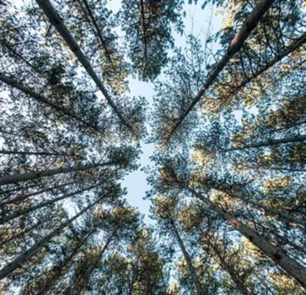 Plant a tree in your garden! 'First come first served' for 10,000 tree planting project to create 'urban forest' in Hitchin and north Herts. CREDIT: Unsplash Plant a tree in your garden! 'First come first served' for 10,000 tree planting project to create 'urban forest' in Hitchin and north Herts. CREDIT: Unsplash