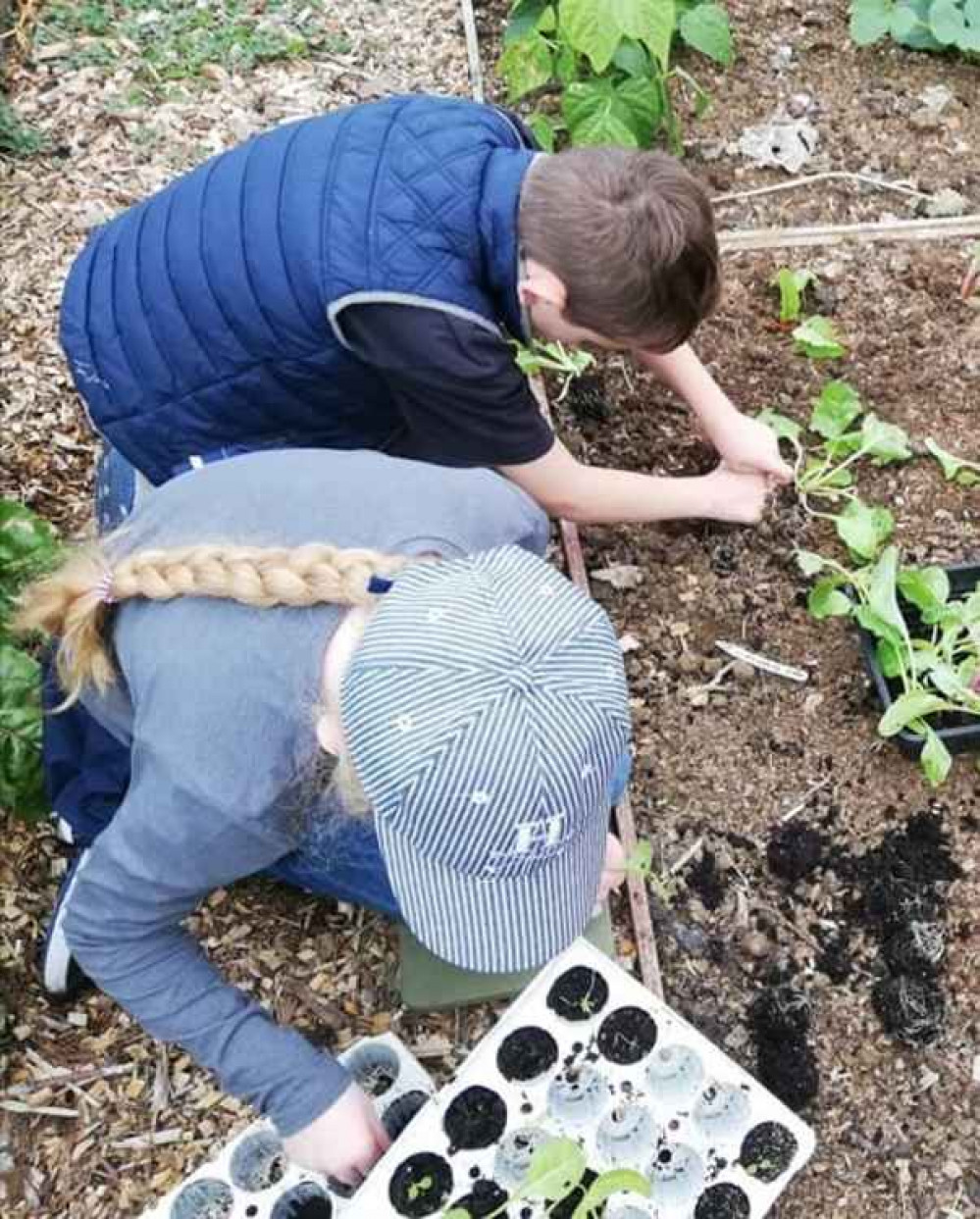 PICTURE: Ron's Plot participants planting seedlings. CREDIT: Getting Rooted CIC PICTURE: Ron's Plot participants planting seedlings. CREDIT: Getting Rooted CIC