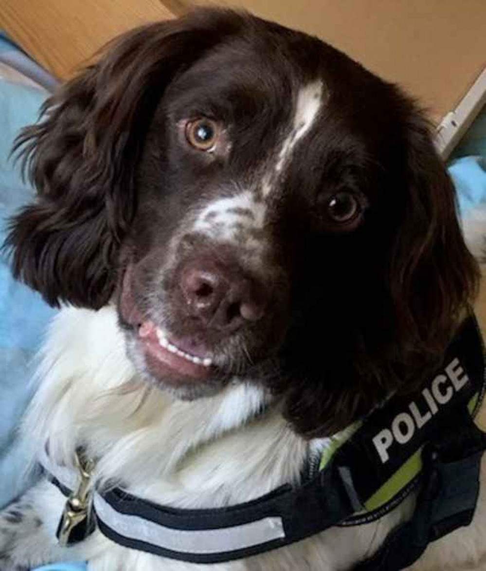 Hitchin: Meet police sniffer dog Oscar - a canine sleuth designed to sniff out mobile phones and laptops