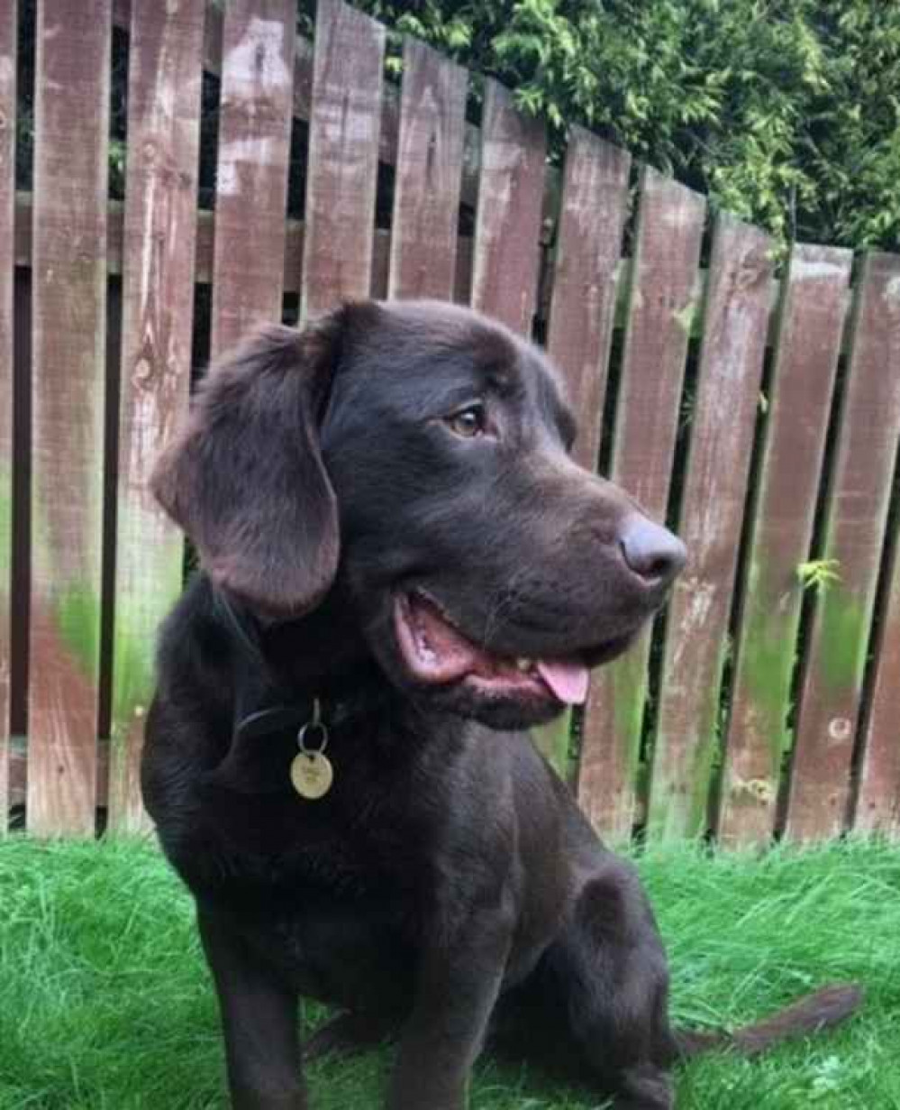 Hitchin: Meet police sniffer dog Kai - a canine sleuth designed to sniff out mobile phones and laptops