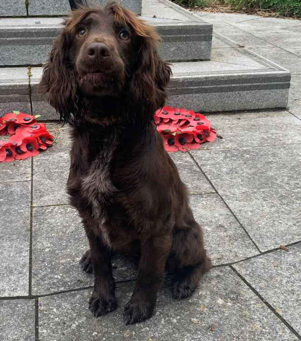 Hitchin: Meet police sniffer dog Sid - a canine sleuth designed to sniff out mobile phones and laptops