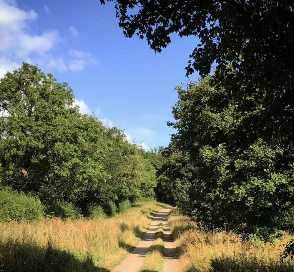 Sparky's Hitchin View: The hedgerow - modest icon of the English Landscape. CREDIT: Sparky