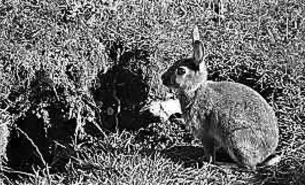 A rabbit outside the warren