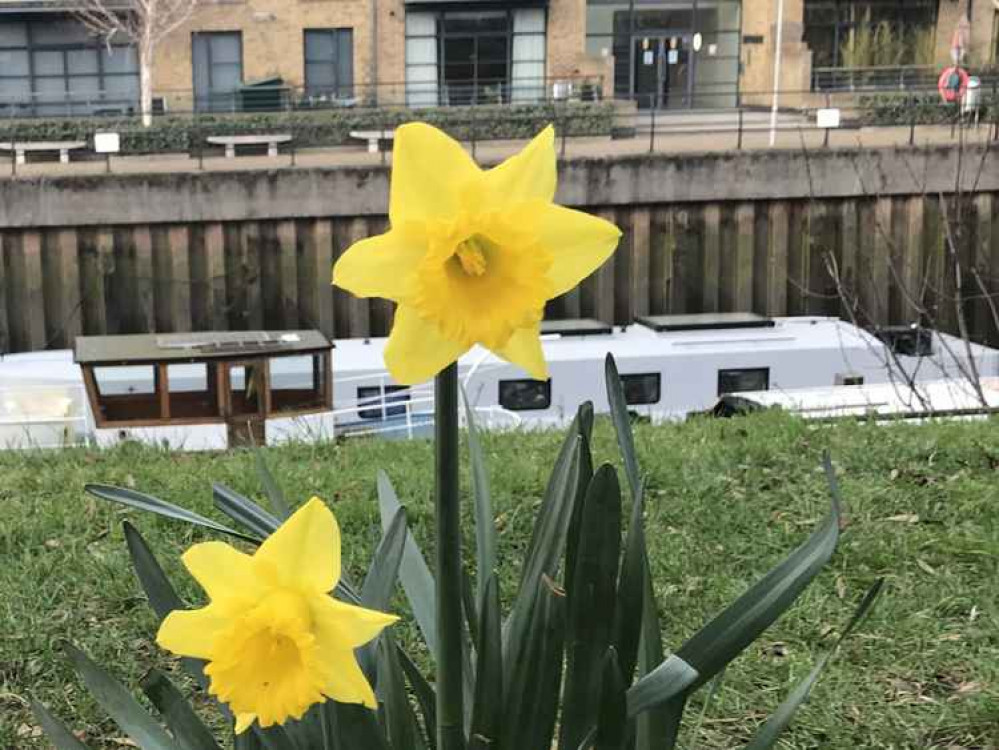 Daffodils in Brentford Dock