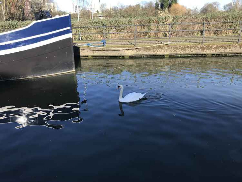 Nice day for swans in Ferry Quays