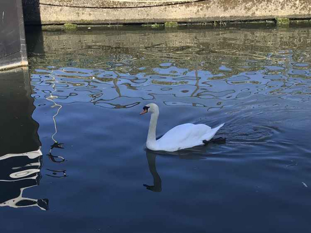 Plastic has a massive impact on wildlife