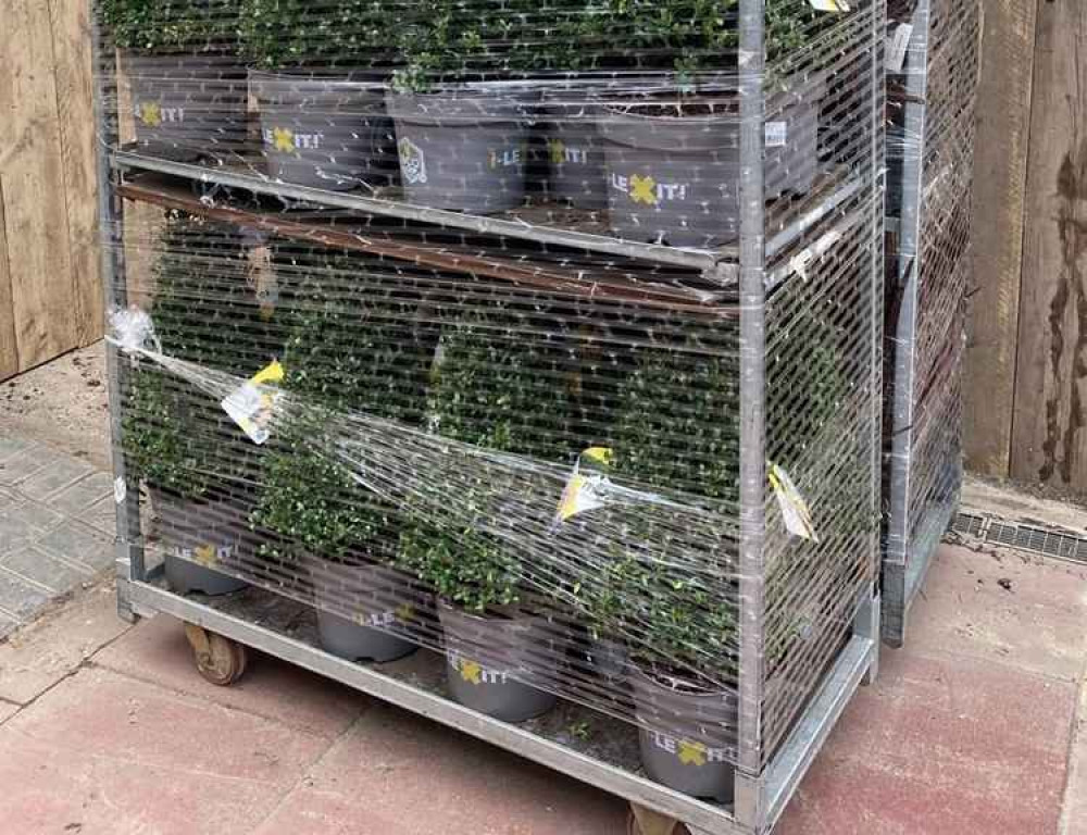 The first trollies of plants have arrived