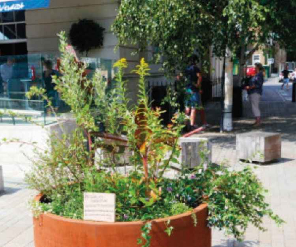 Plants in Brentford's Market Place