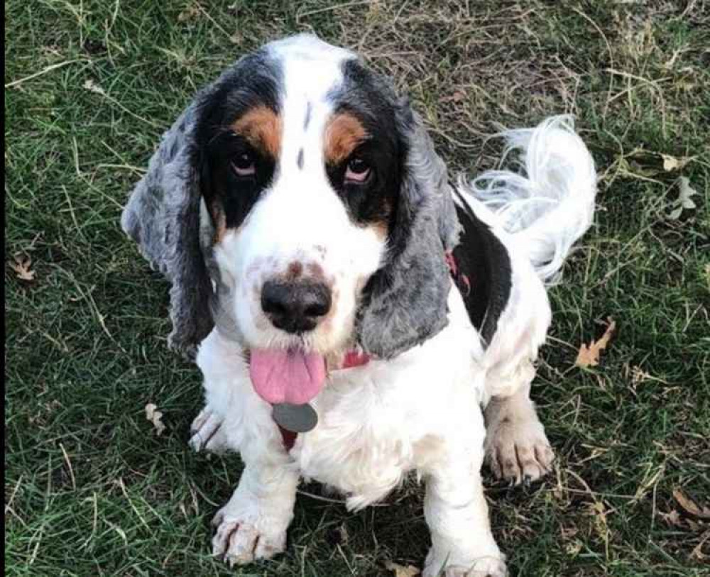 Chester alerts his owner when her illness puts her in danger