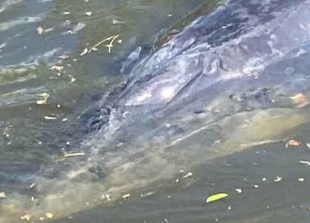 The whale became stranded at Teddington