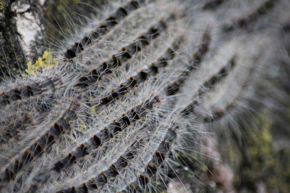 The Oak Processionary Moth can cause an eye and throat irritation in humans, along with itchy rashes and breathing difficulties. Image Credit: Kleuske (CC BY-SA 3.0)