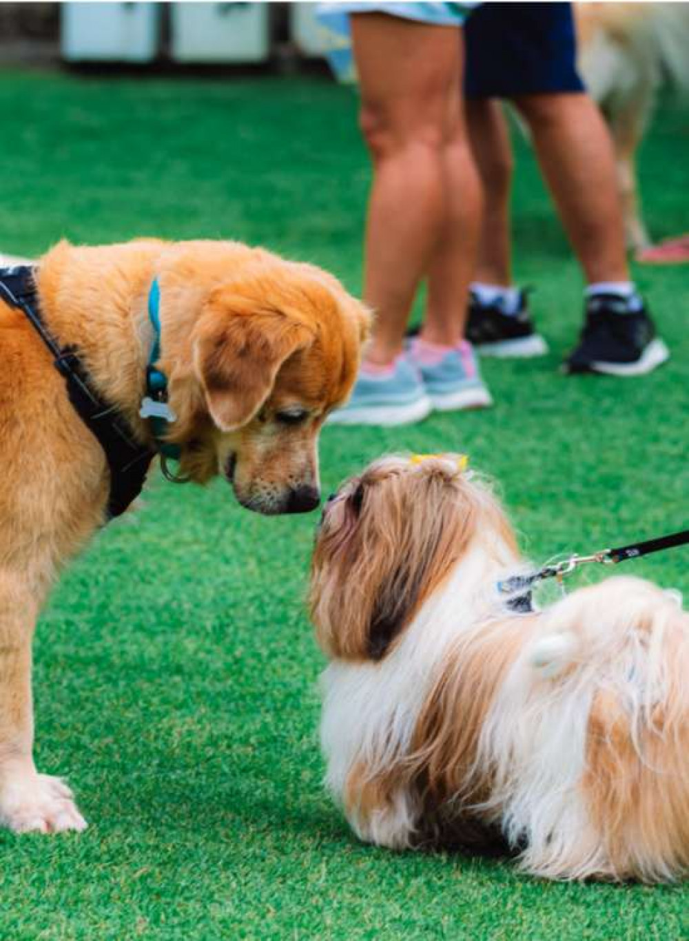 Puppy prizes will be up for grabs as contestants get the chance to win some dog treats if they are voted the 'cutest pooch'. Image Credit: Jeyakumaran Mayooresan/Unsplash