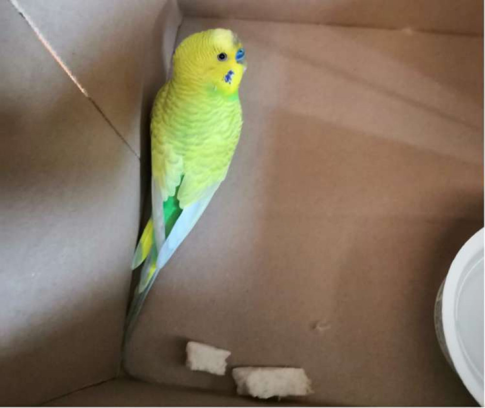 The budgie was caught by teachers. Image Credit: Jennifer Schulz The budgie was caught by teachers. Image Credit: Jennifer Schulz