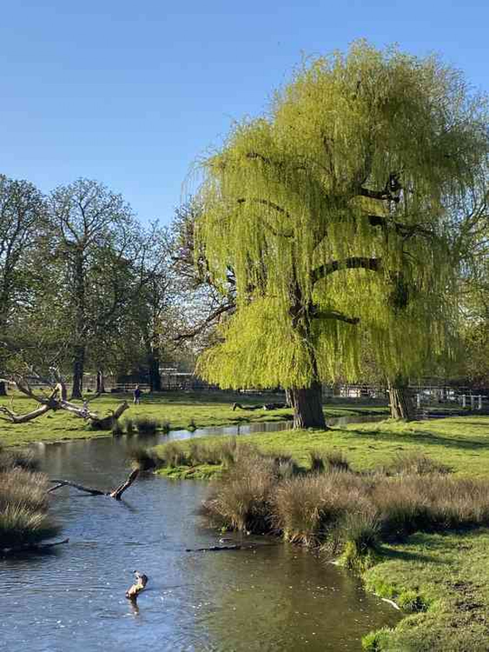 Stunning views of Bushy Park in all its glory and beauty on an April day