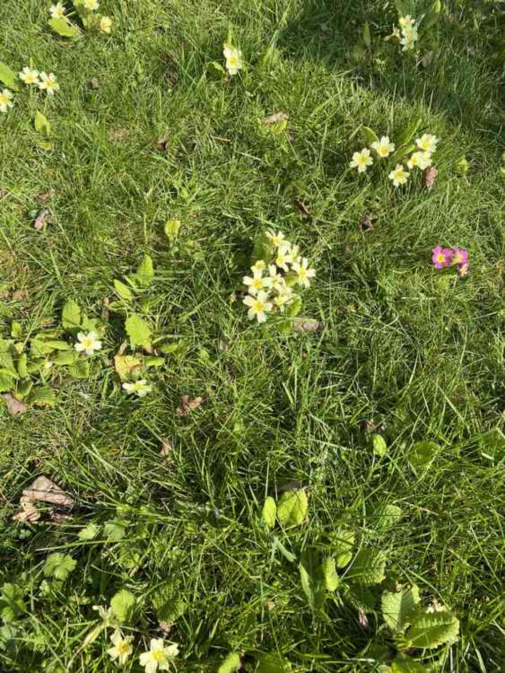 Wildflowers flourish in the long grass Wildflowers flourish in the long grass