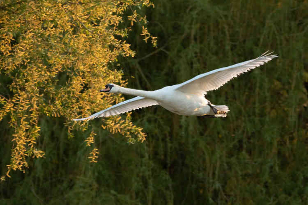 Wings outstretched for Monday morning park run....