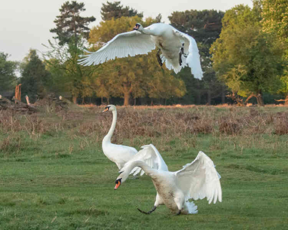 Swan throng - early rendezvous in Bushy Park