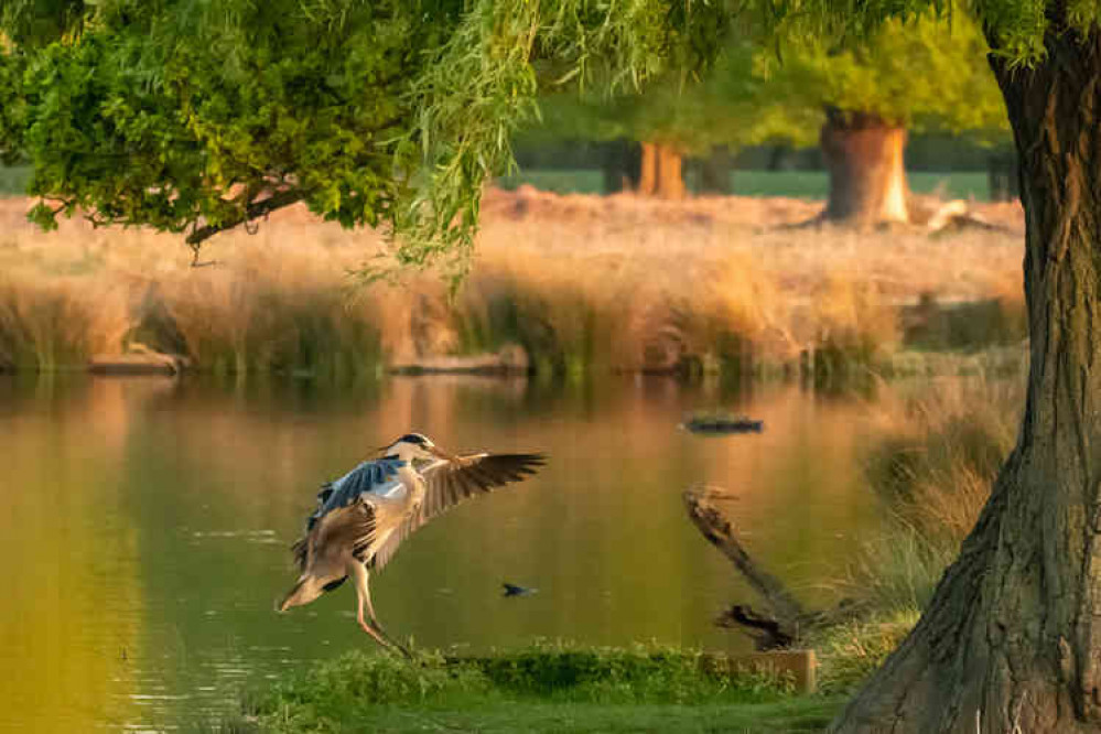 Grey heron's happy landing in Bushy Park on Earth Day