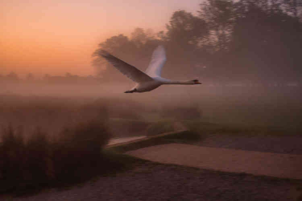 Gliding swan at sunrise -  Photo by Sue Lindenberg