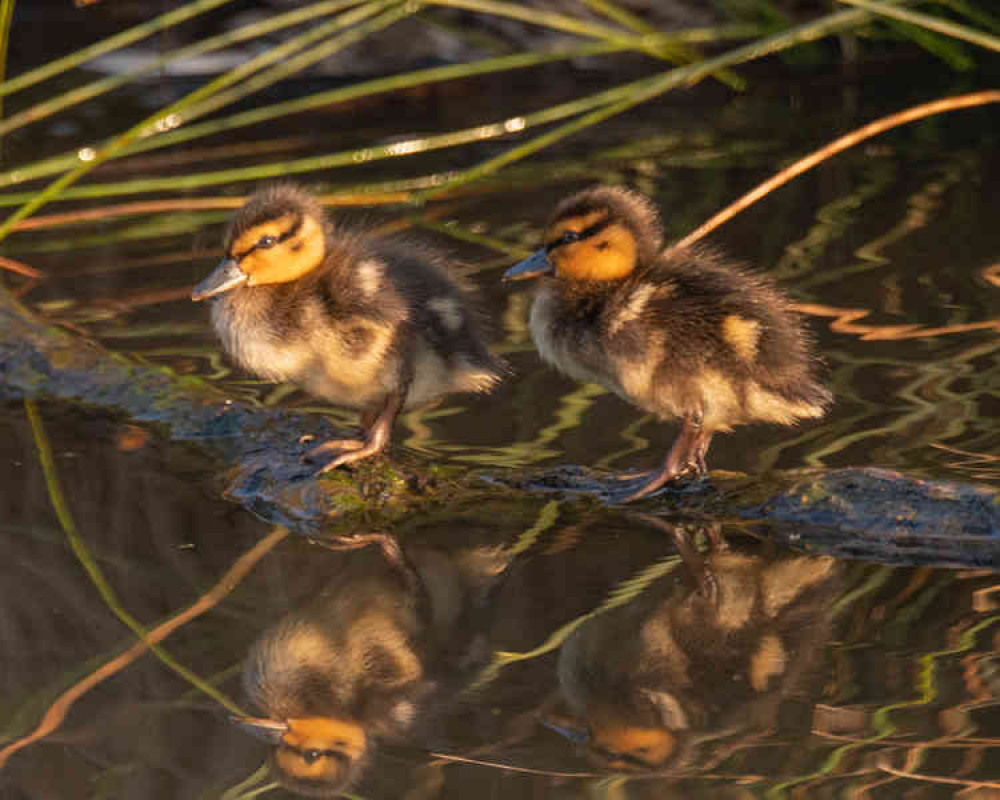 Close up and personal in Bushy Park: Photo by Sue Lindenberg