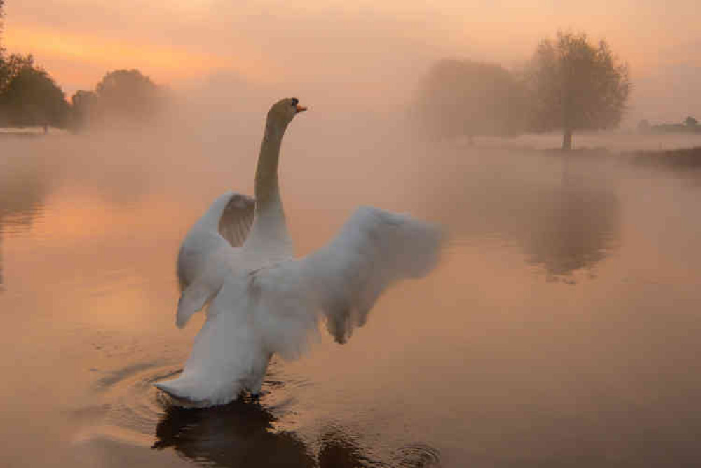 Dawn images of Busy Park's majestic swans. Photos by: Sue Lindenberg