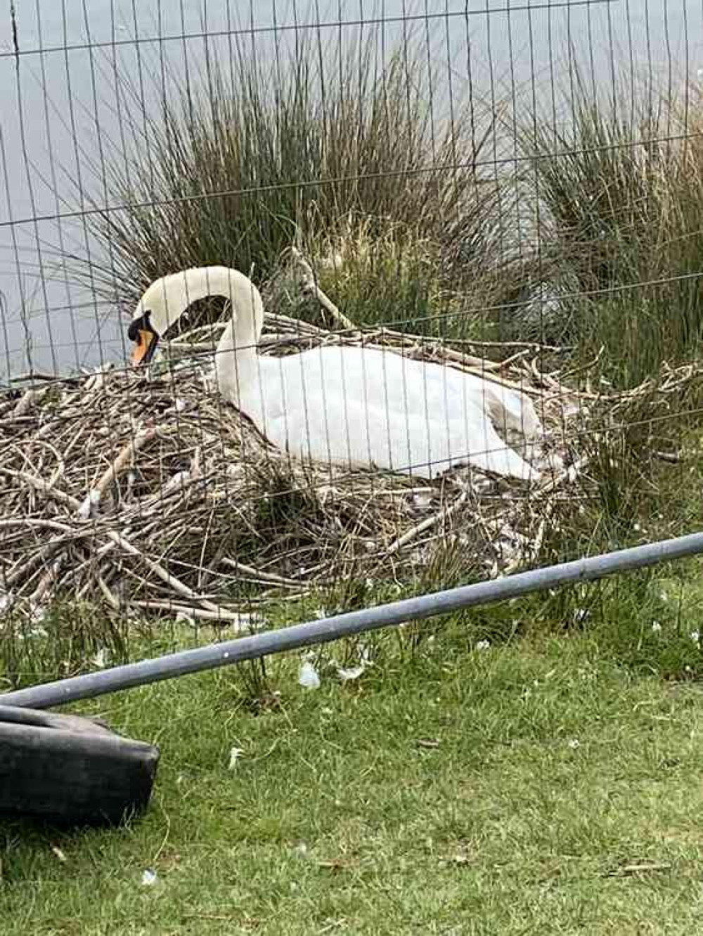 Cordoned off swan's nest and the footpath just metres away from overflowing bin