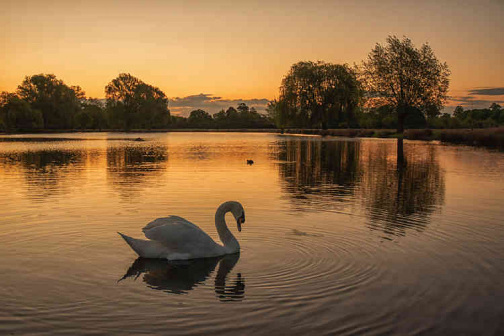Photographer Sue Lindenberg's captures sunrise in Bushy Park today Photographer Sue Lindenberg's captures sunrise in Bushy Park today